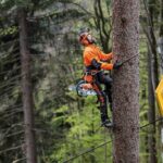 tree pruning