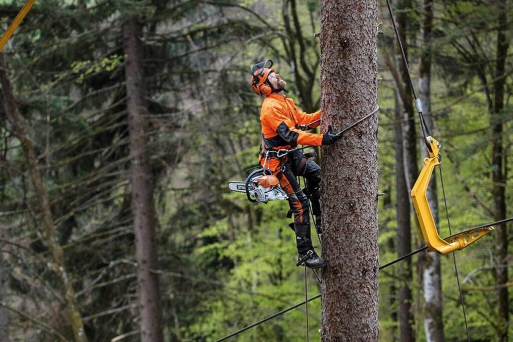 tree pruning