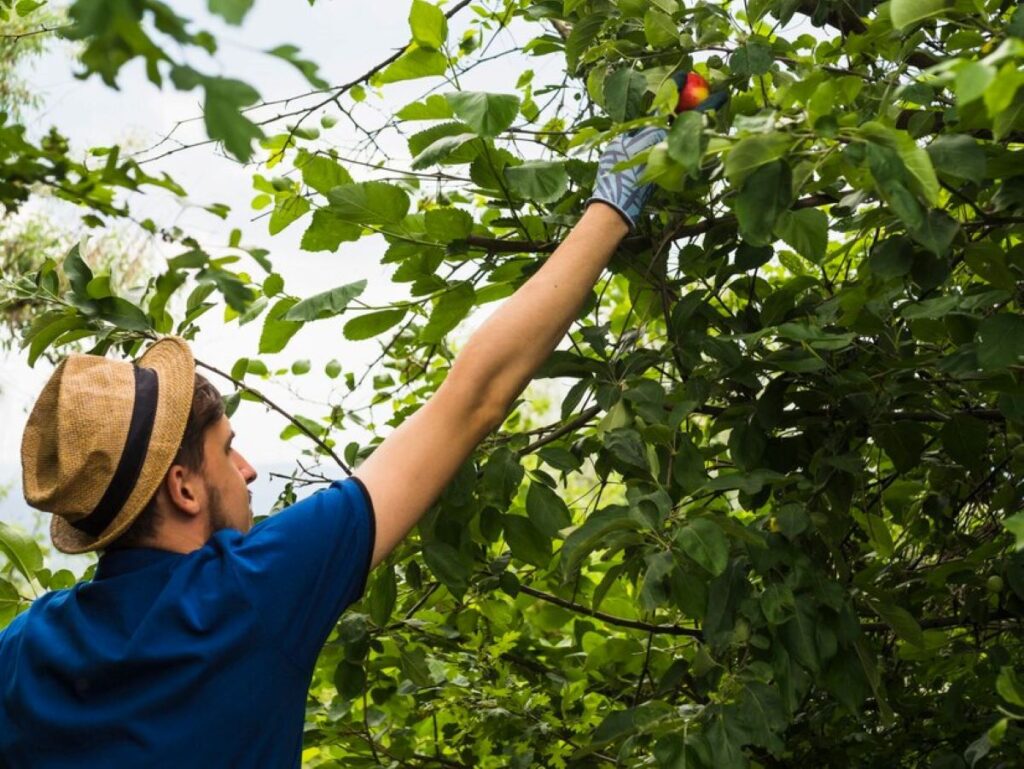 tree pruning