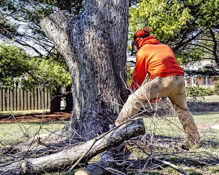 Tree Removal