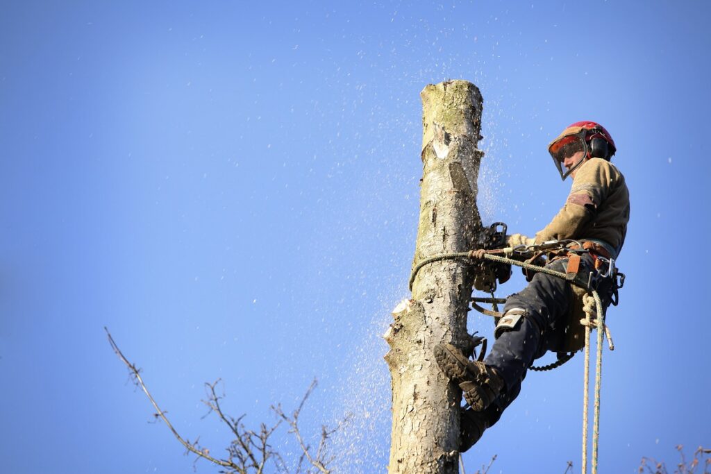Tree Removal