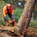 tree removal company